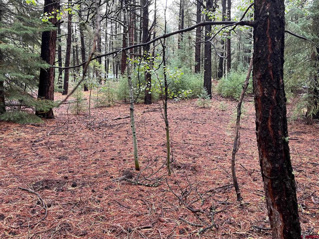 12482 Cr 501 Vallecito Lake/bayfield CO 81122