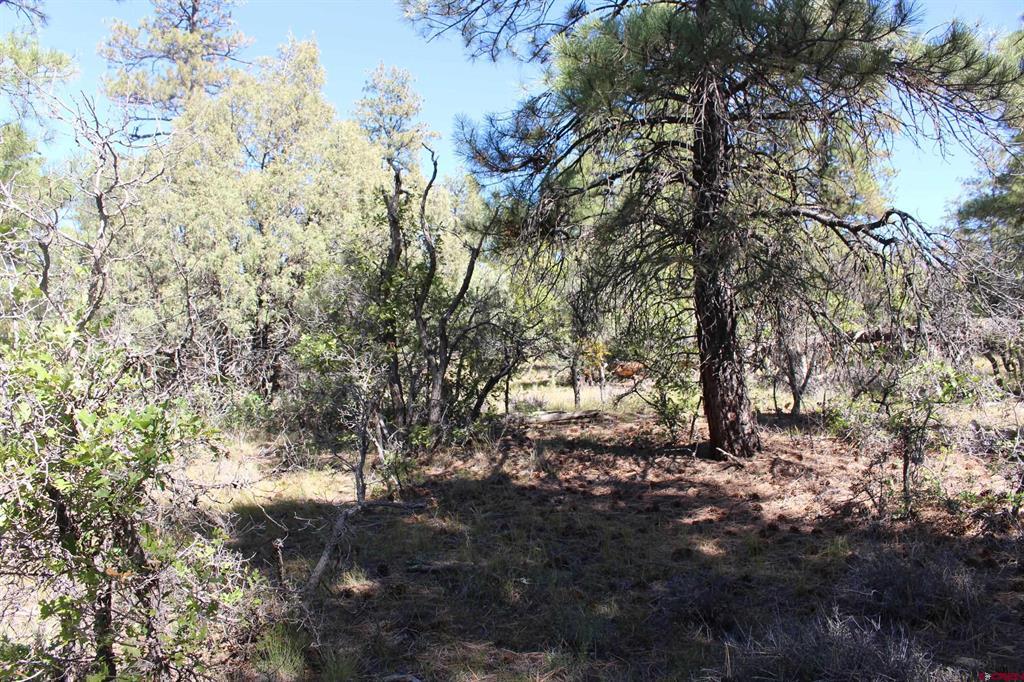 1222 Crooked Road Pagosa Springs CO 81147
