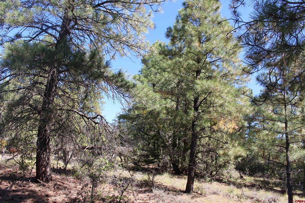 1222 Crooked Road Pagosa Springs CO 81147