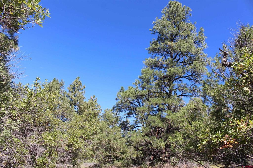 1222 Crooked Road Pagosa Springs CO 81147