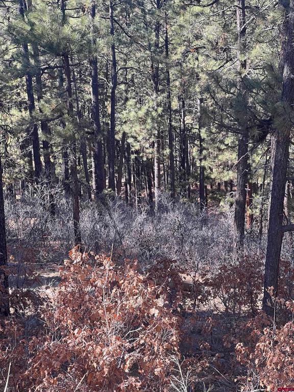 238 Deer Ridge Drive Bayfield CO 81122