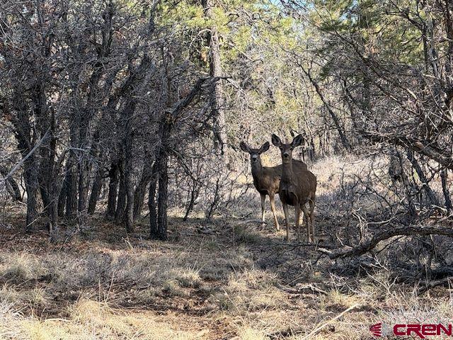 495 Justin's Drive Pagosa Springs CO 81147