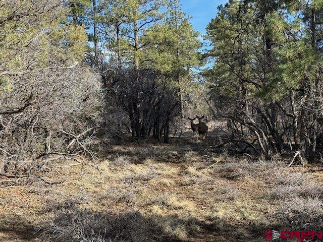 495 Justin's Drive Pagosa Springs CO 81147