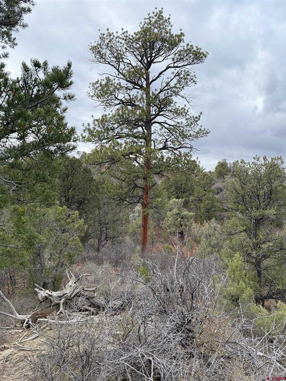 1479 La Posta Canyon Road Durango CO 81303