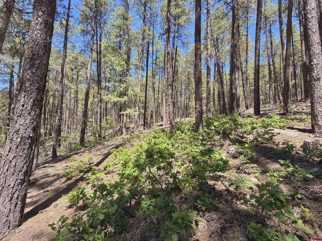 249 Timber Drive Bayfield CO 81122