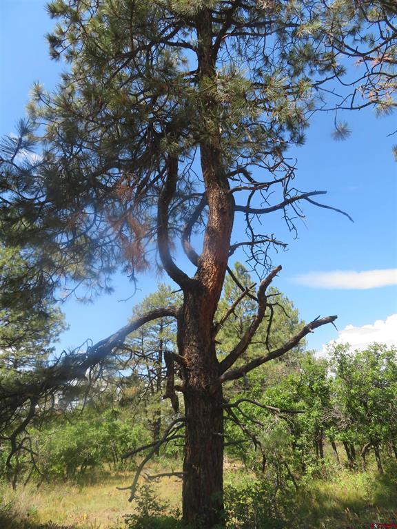 142 Rimview Road Pagosa Springs CO 81147