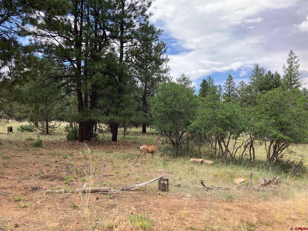 Lot 422 (TBD) South Badger Trail Ridgway CO 81432