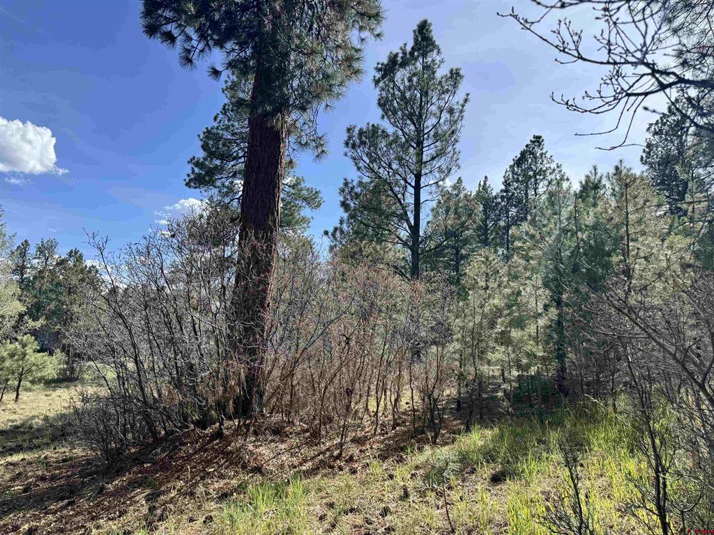 51 Diamond Court Pagosa Springs CO 81147