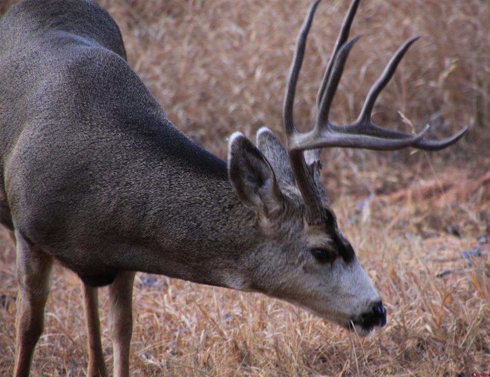 877 Vail Pass Road South Fork CO 81154