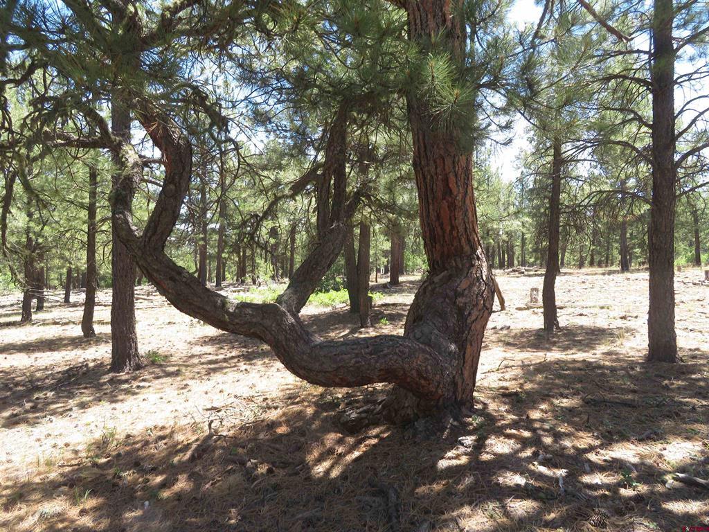 Pagosa Springs CO, 500 Coronado Circle