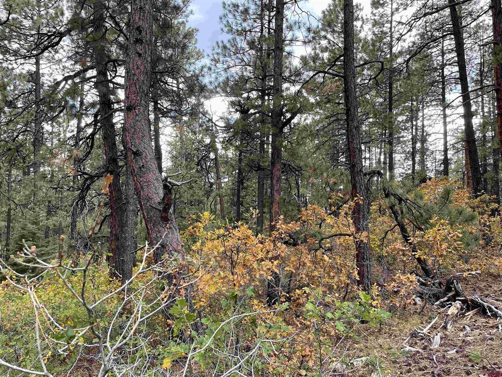 366 & 394 Pine Ridge Drive Bayfield CO 81122