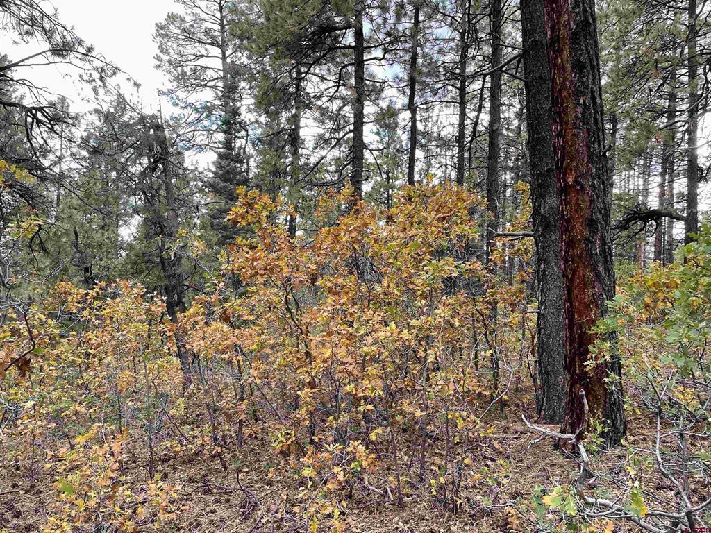 366 & 394 Pine Ridge Drive Bayfield CO 81122