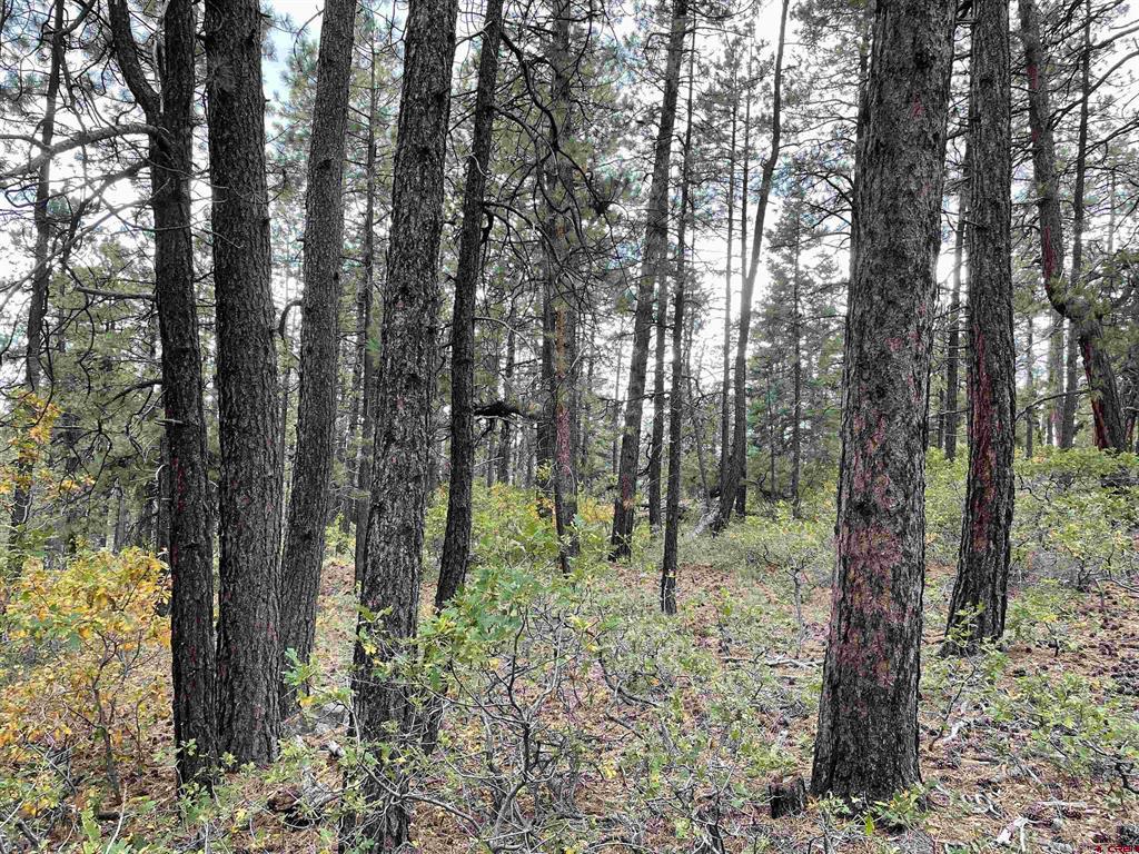 366 & 394 Pine Ridge Drive Bayfield CO 81122