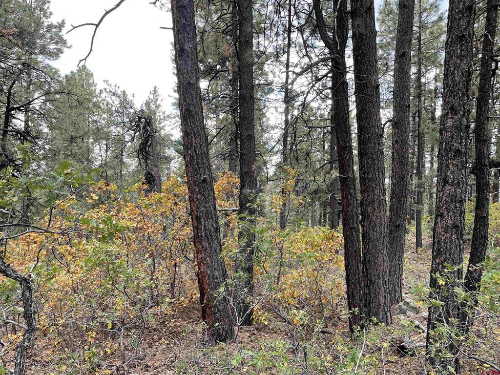366 & 394 Pine Ridge Drive Bayfield CO 81122