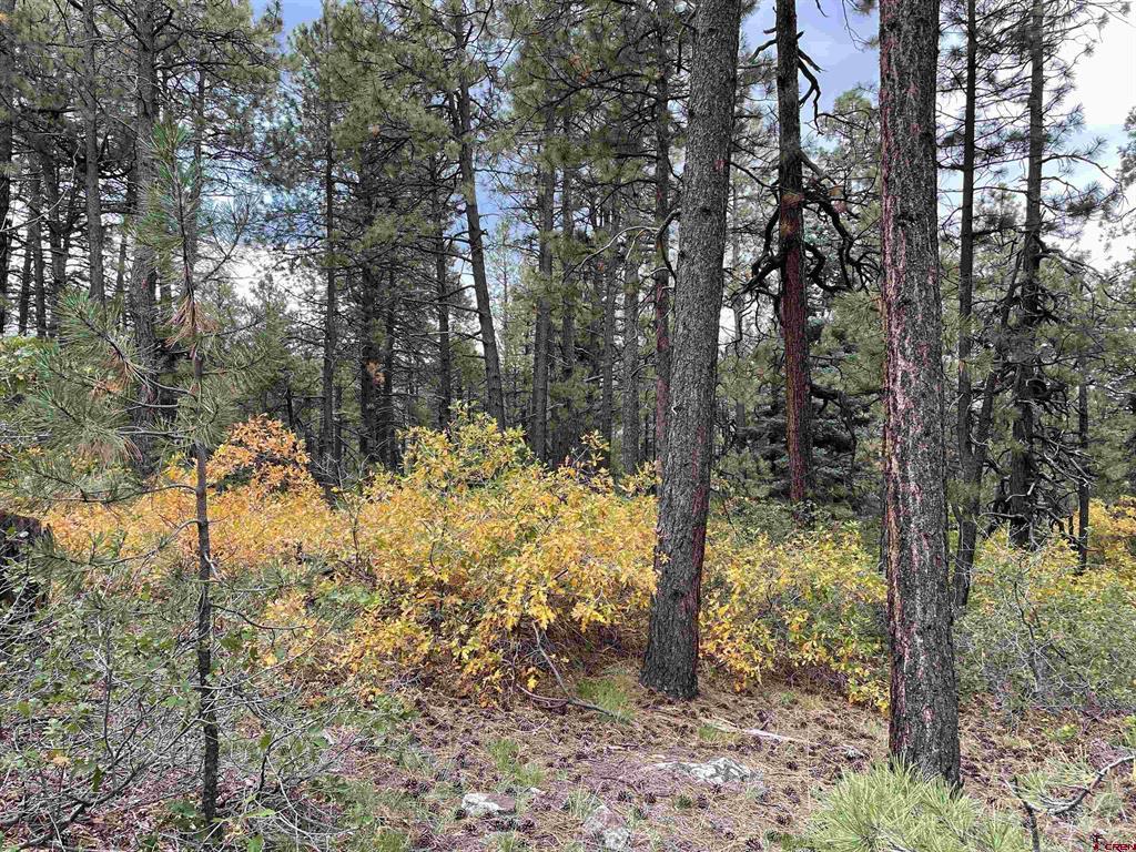 366 & 394 Pine Ridge Drive Bayfield CO 81122