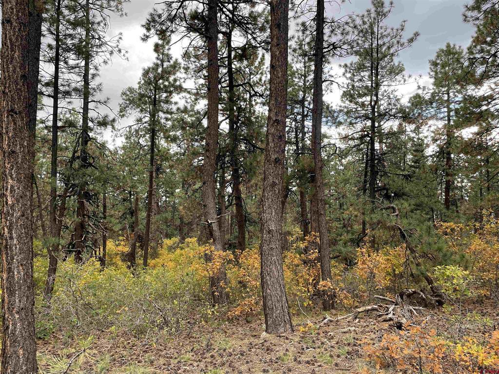 366 & 394 Pine Ridge Drive Bayfield CO 81122