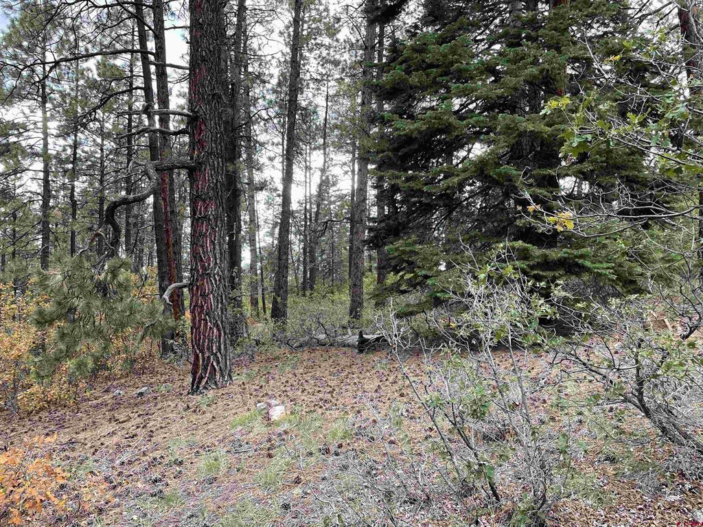 366 & 394 Pine Ridge Drive Bayfield CO 81122