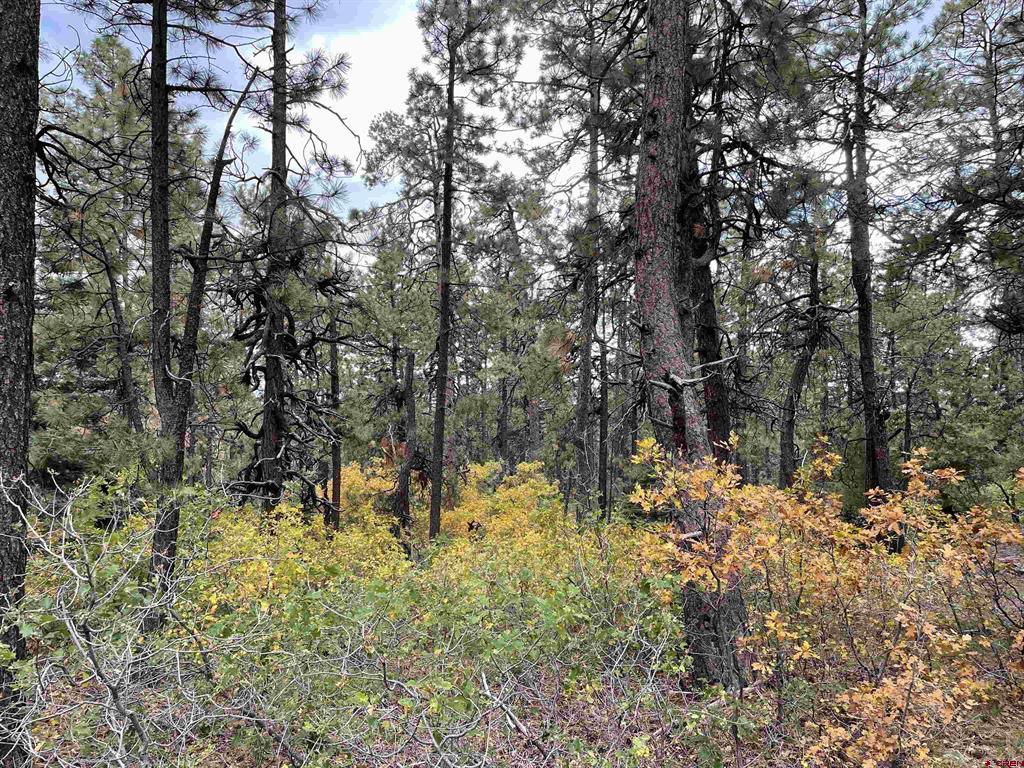 366 & 394 Pine Ridge Drive Bayfield CO 81122