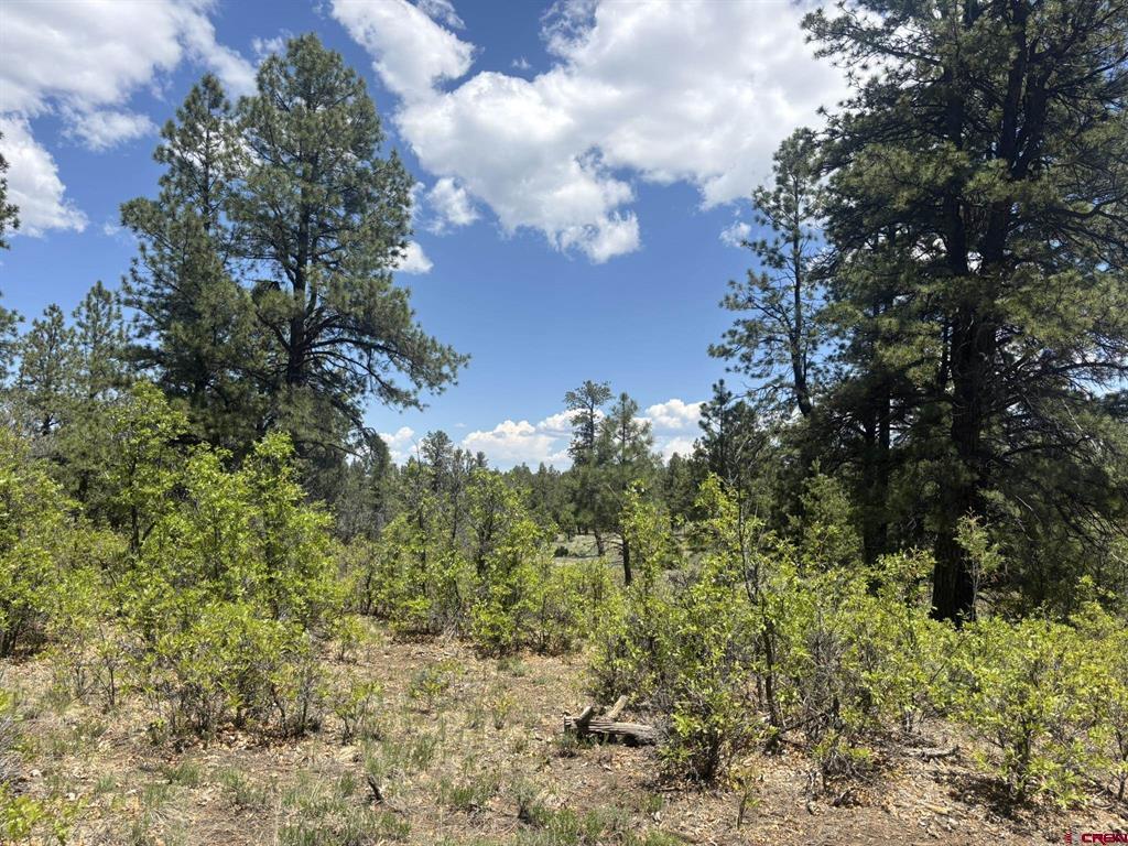 60 Fisher Canyon Court Ridgway CO 81432
