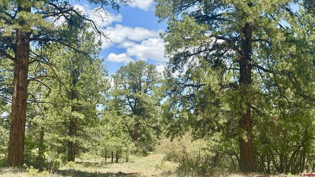 60 Fisher Canyon Court Ridgway CO 81432