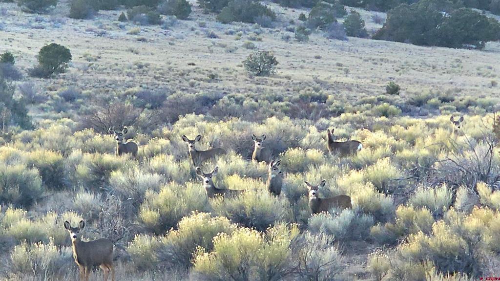 2009 County Road B-31 Del Norte CO 81132