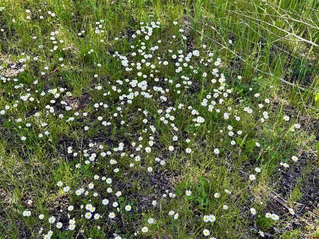 Tbd Cr 501 Bayfield CO 81122