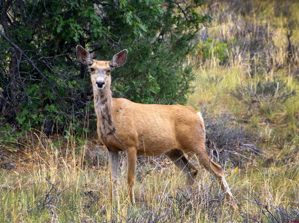 2519 County Road 335 Pagosa Springs CO 81147