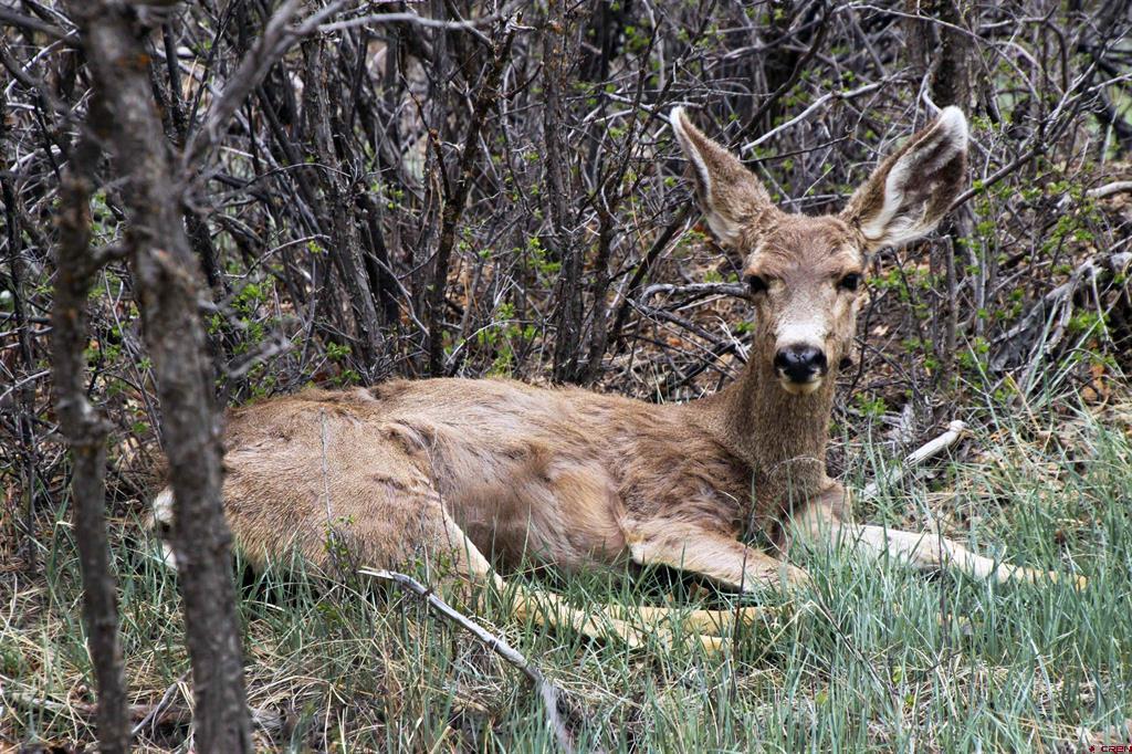 2519 County Road 335 Pagosa Springs CO 81147