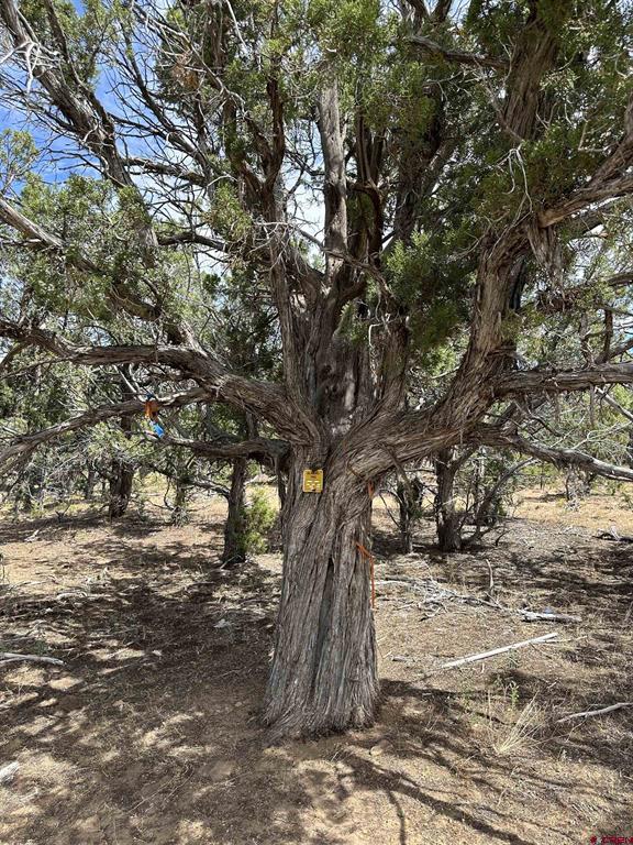 267 County Road 1e Montrose CO 81403