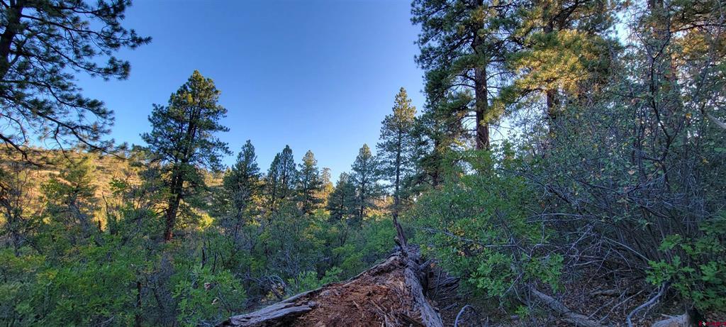 Lot 4 Beaver Creek Ranch Drive Bayfield CO 81122