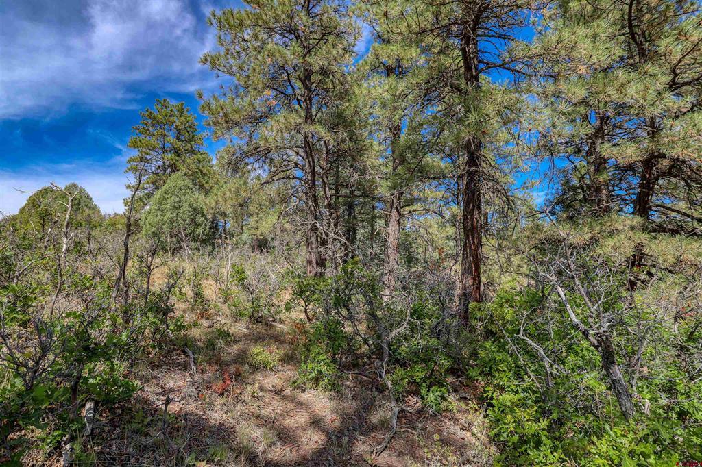 128 S Feather Court Pagosa Springs CO 81147