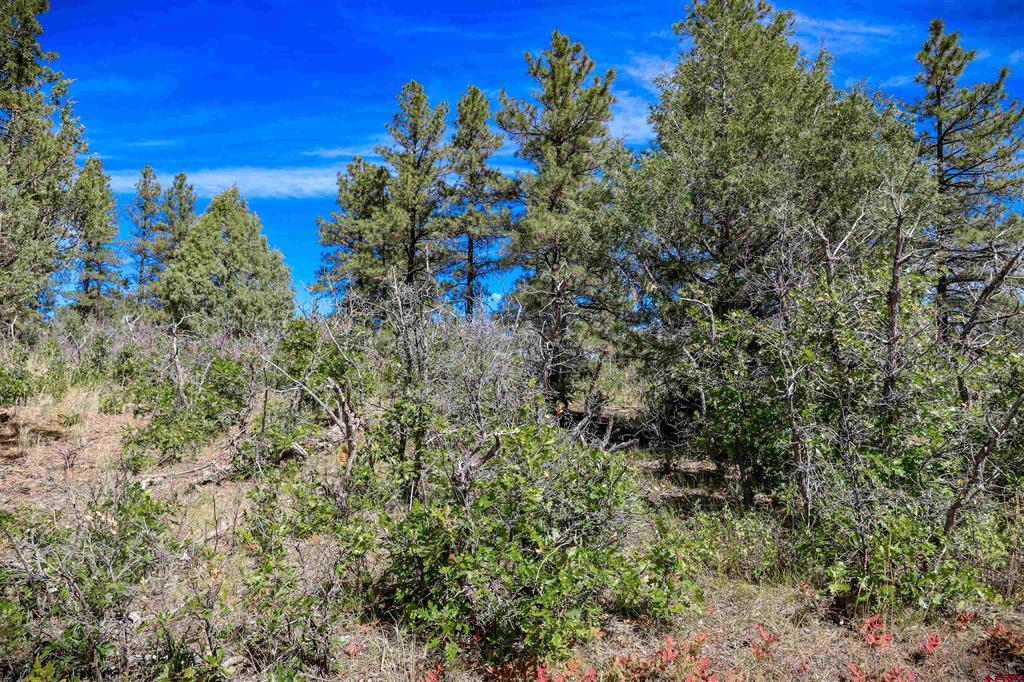 128 S Feather Court Pagosa Springs CO 81147