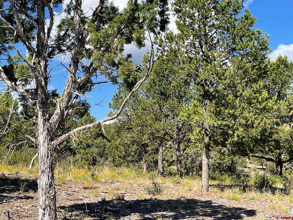 Tbd Pine Drive Ridgway CO 81432