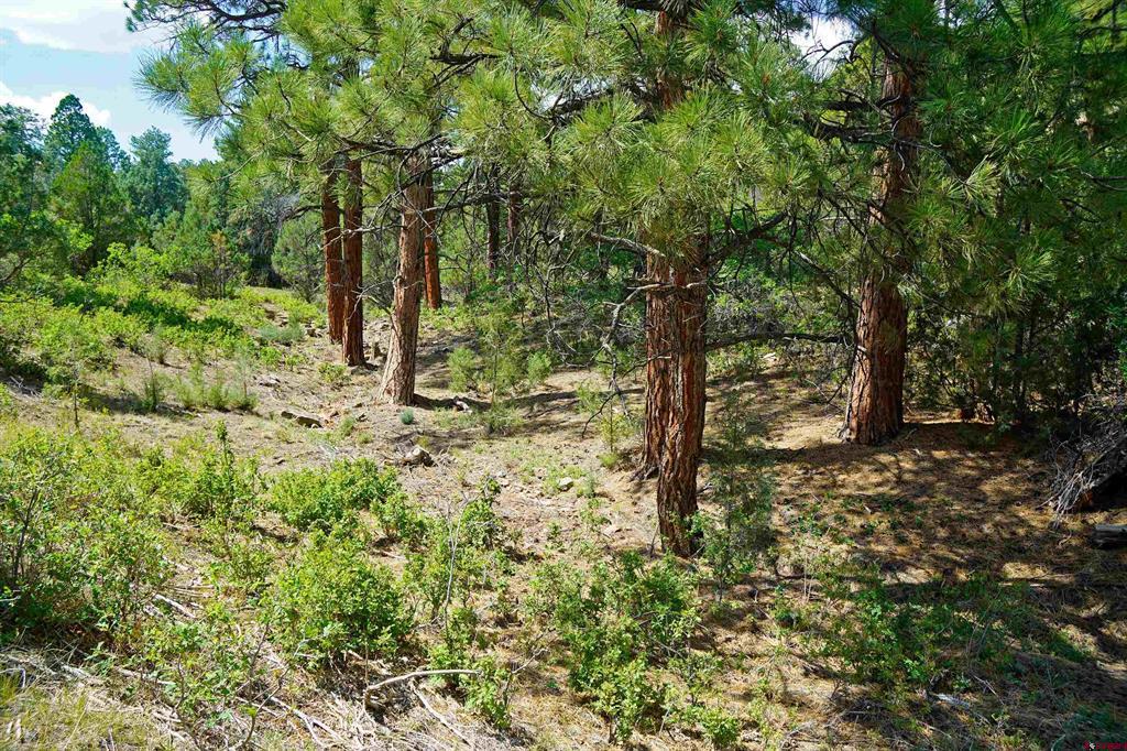 Tbd Hummingbird Trail Ridgway CO 81432