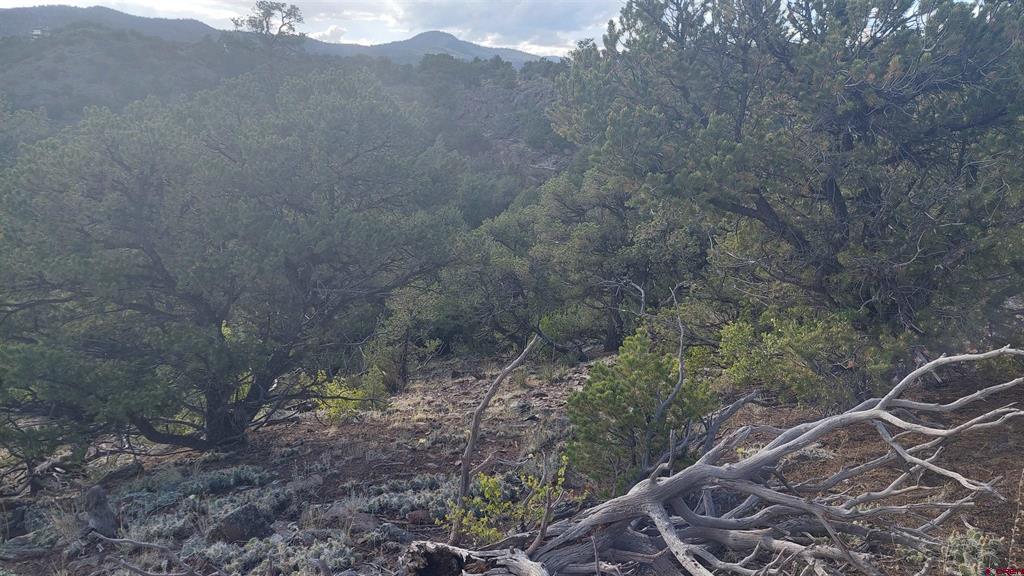 37 Turkey Creek Road South Fork CO 81154