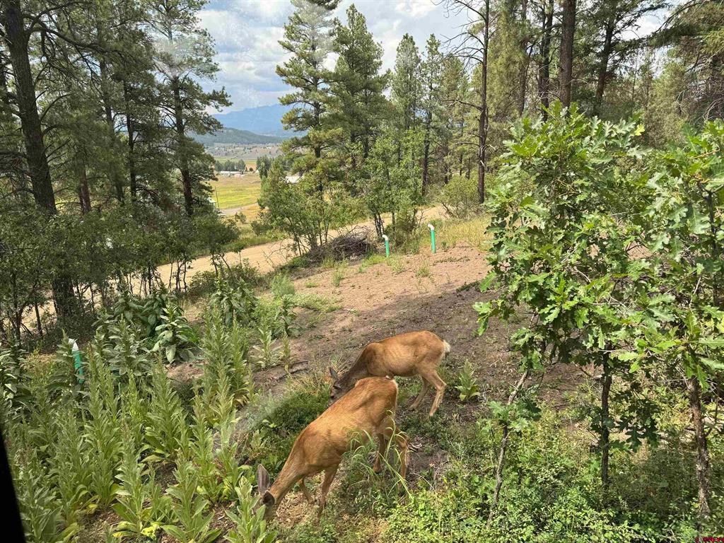599 Pineview Road Pagosa Springs CO 81147