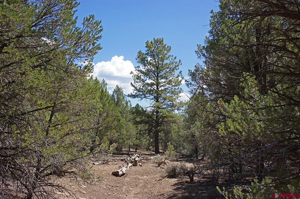 Tbd-lot 3 Highway 184 Mancos CO 81328