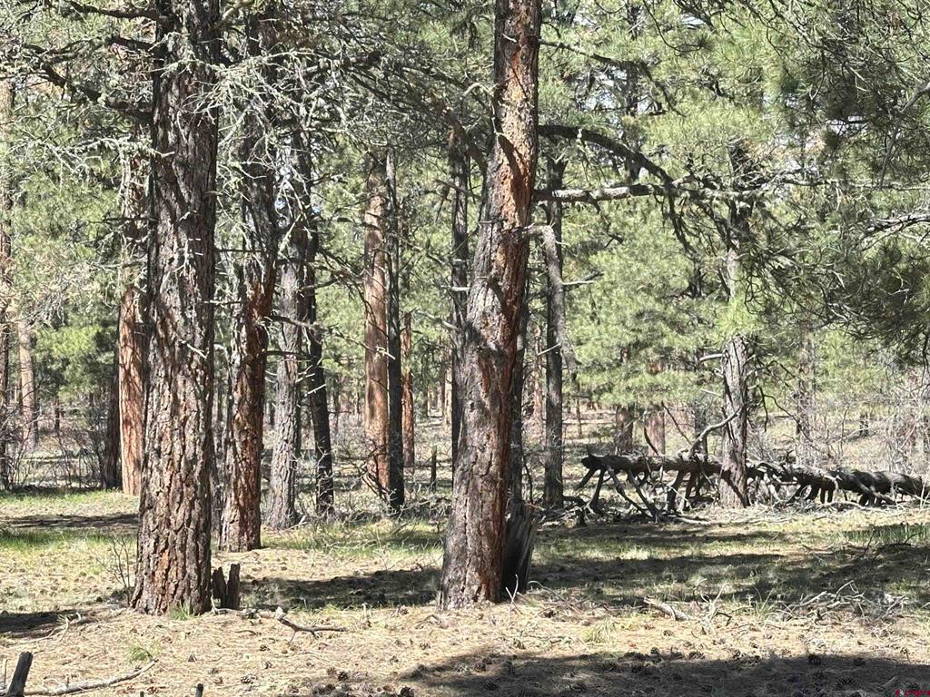 39 W Nebo Court Pagosa Springs CO 81147