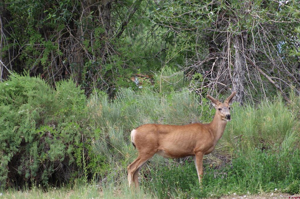 Tbd 5th Street Del Norte CO 81132
