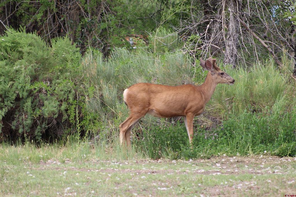Tbd 5th Street Del Norte CO 81132