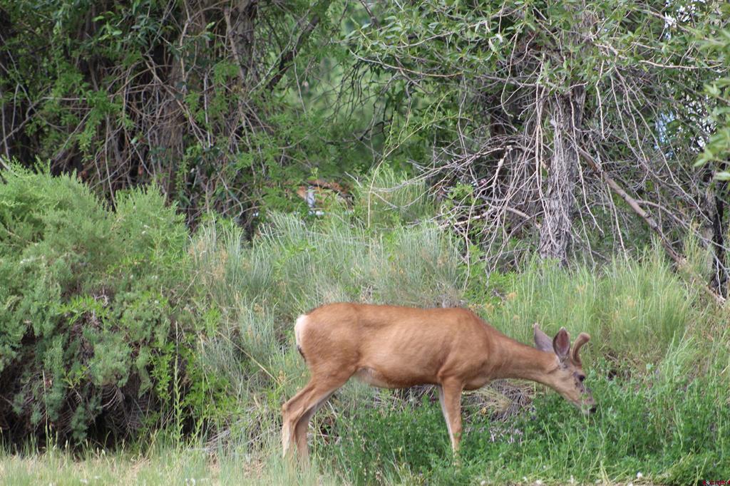Tbd 5th Street Del Norte CO 81132