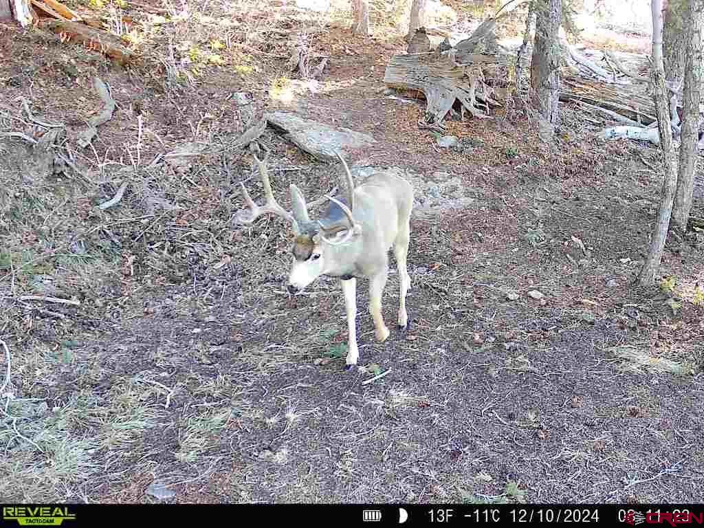 Tbdwp County Road 124 Hesperus CO 81326