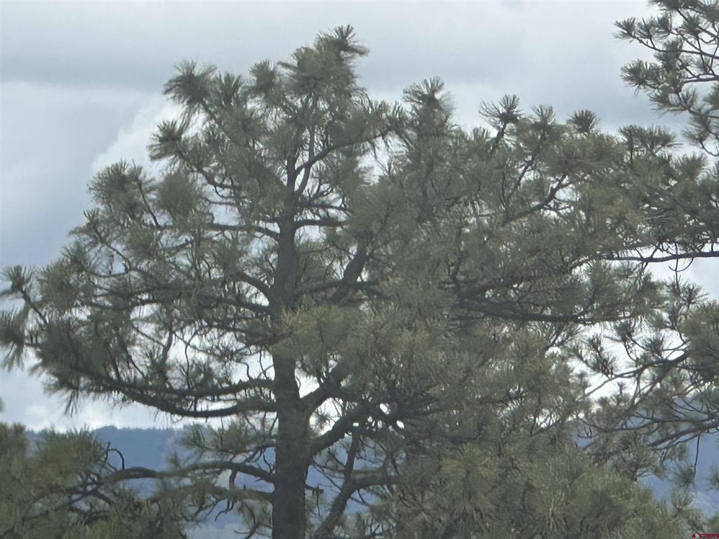140 W Cedar Lane Ridgway CO 81432