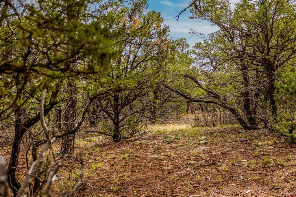 140 W Cedar Lane Ridgway CO 81432
