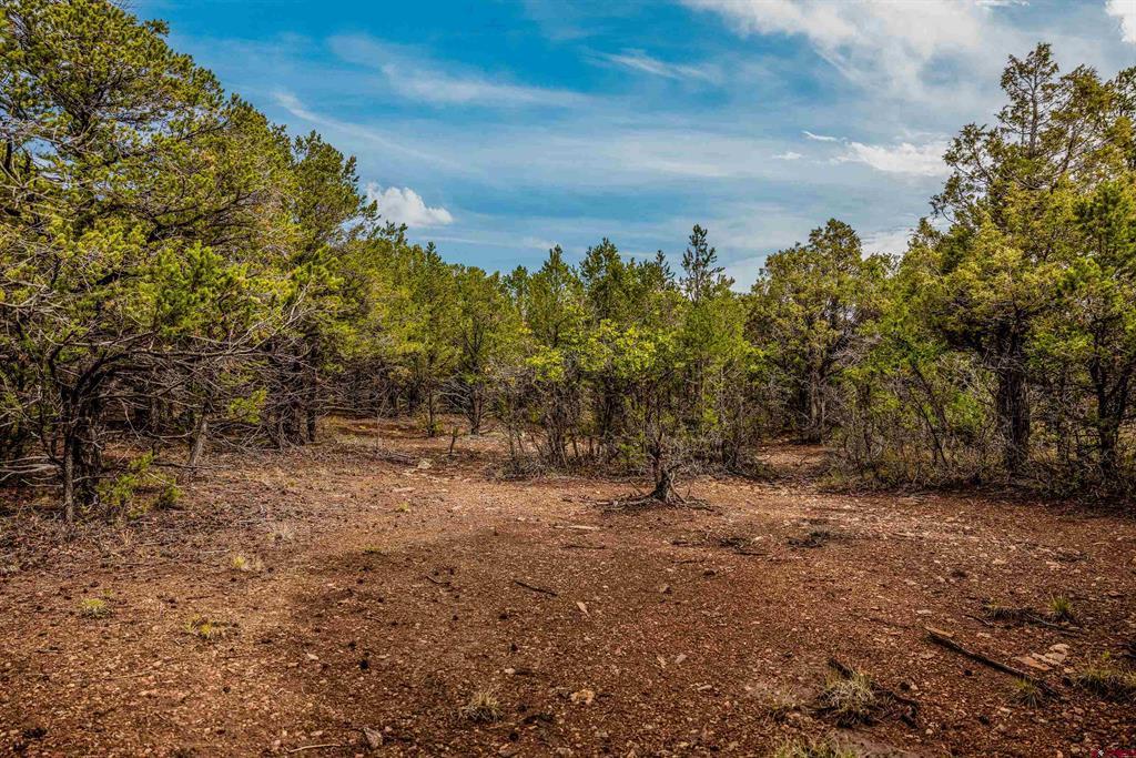 140 W Cedar Lane Ridgway CO 81432
