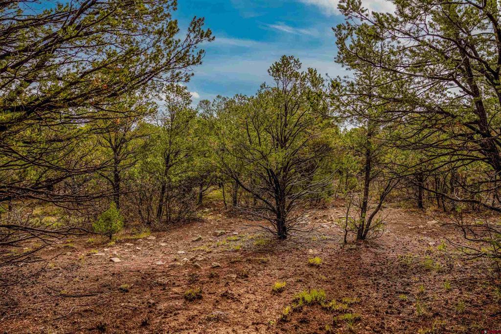 140 W Cedar Lane Ridgway CO 81432
