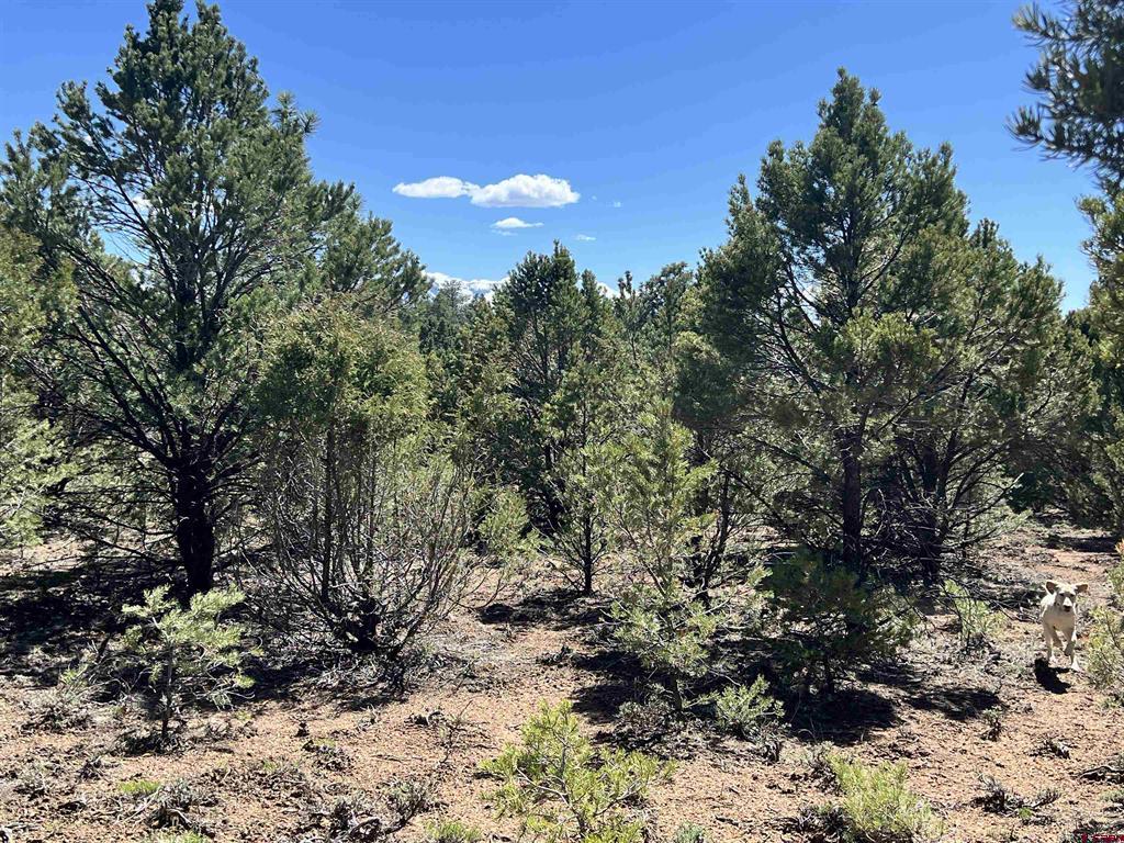 Tbd Canyon Drive Ridgway CO 81432