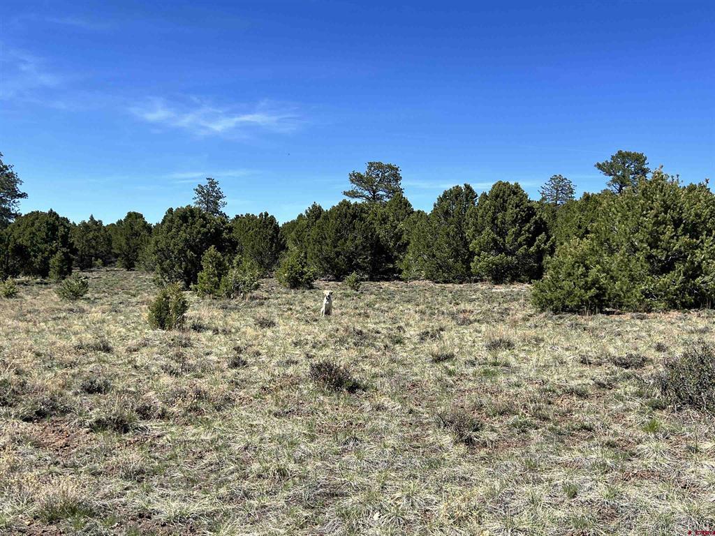 Tbd Canyon Drive Ridgway CO 81432