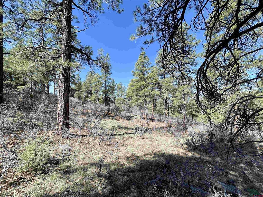 252 Starlight Place Pagosa Springs CO 81147