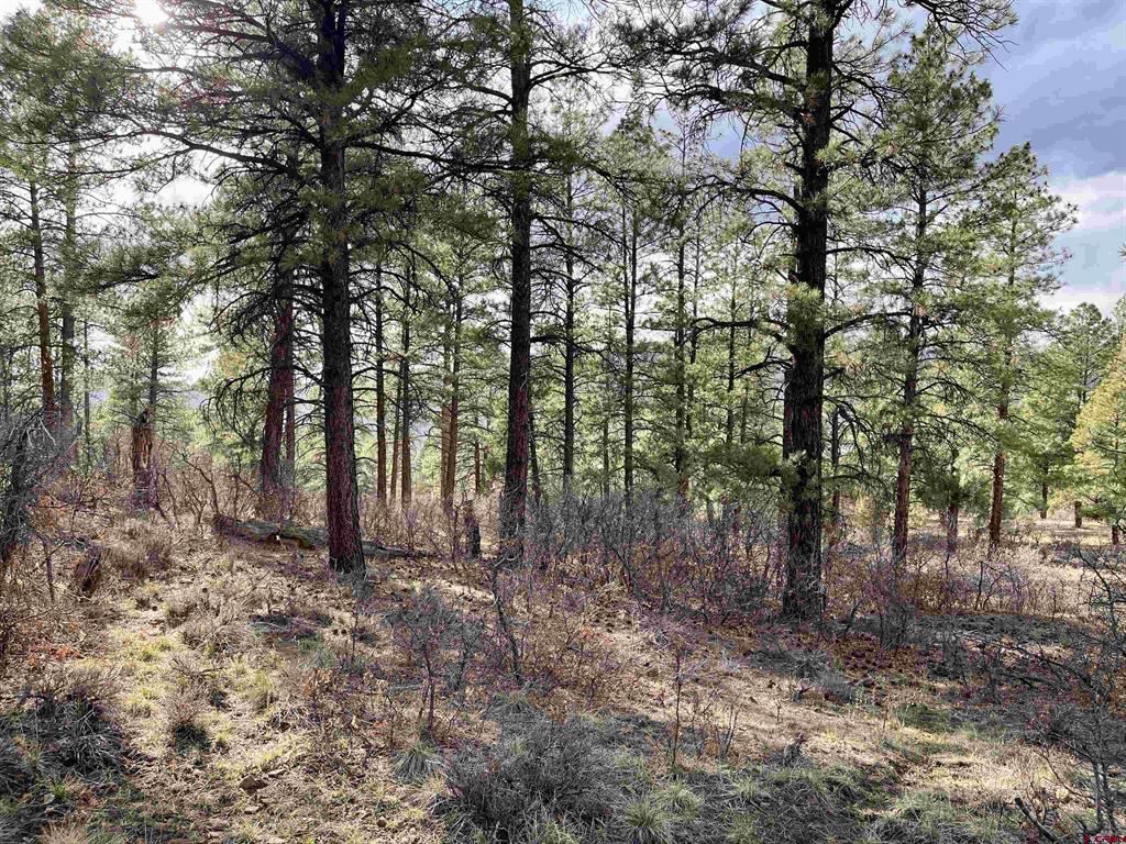 252 Starlight Place Pagosa Springs CO 81147